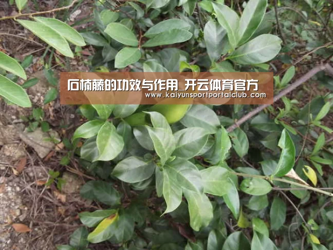 石楠藤的功效与作用_开云体育官方(图1) 开云体育官方