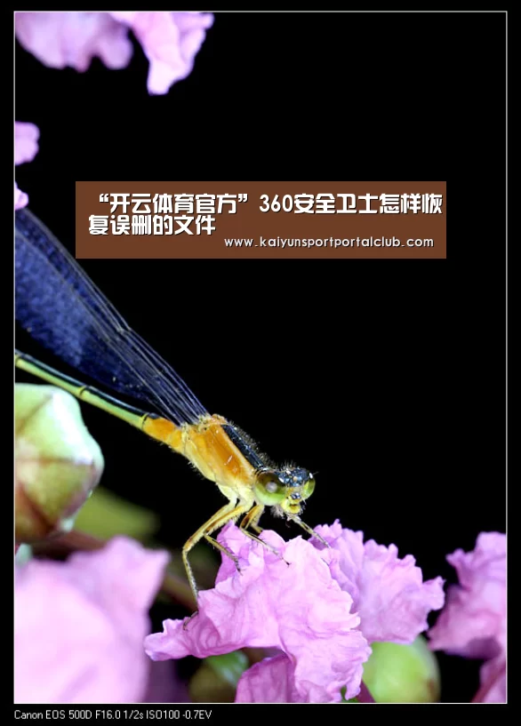 “开云体育官方”360安全卫士怎样恢复误删的文件(图1) 开云登录